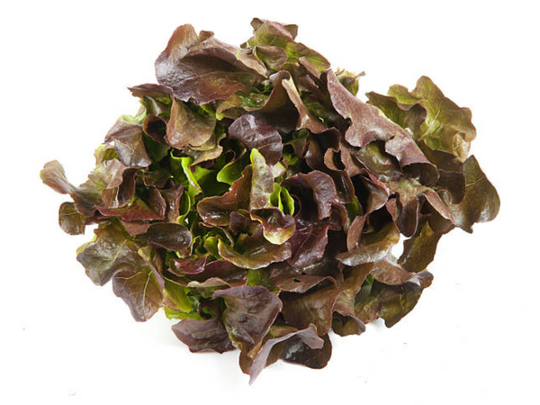 Image d'une salade feuille de chêne rouge. En livraison pour restaurants